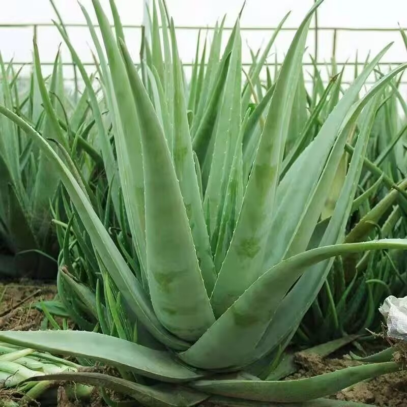 Soap Making Raw Material - %100 Saf Doğal Kurutulmuş Aloe Vera
