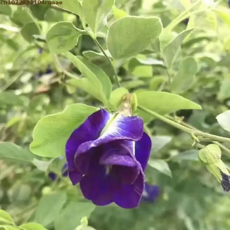 Doğal Birinci Sınıf Kurutulmuş - Soap Making Art incelemesi ve fiyatı